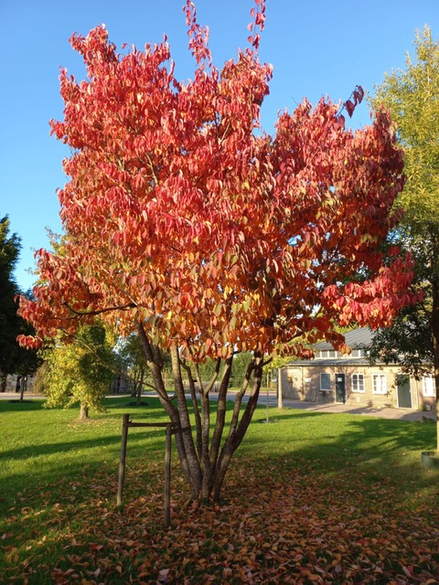 Kleurrijke bomen in de winter